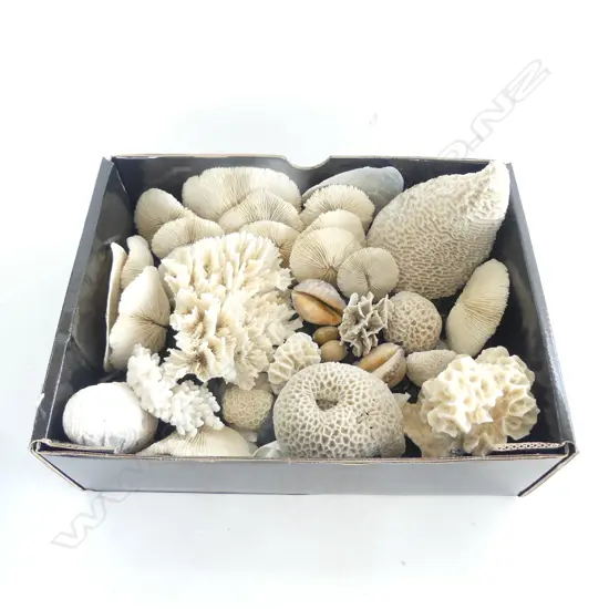 ASST. CORALS & SHELLS