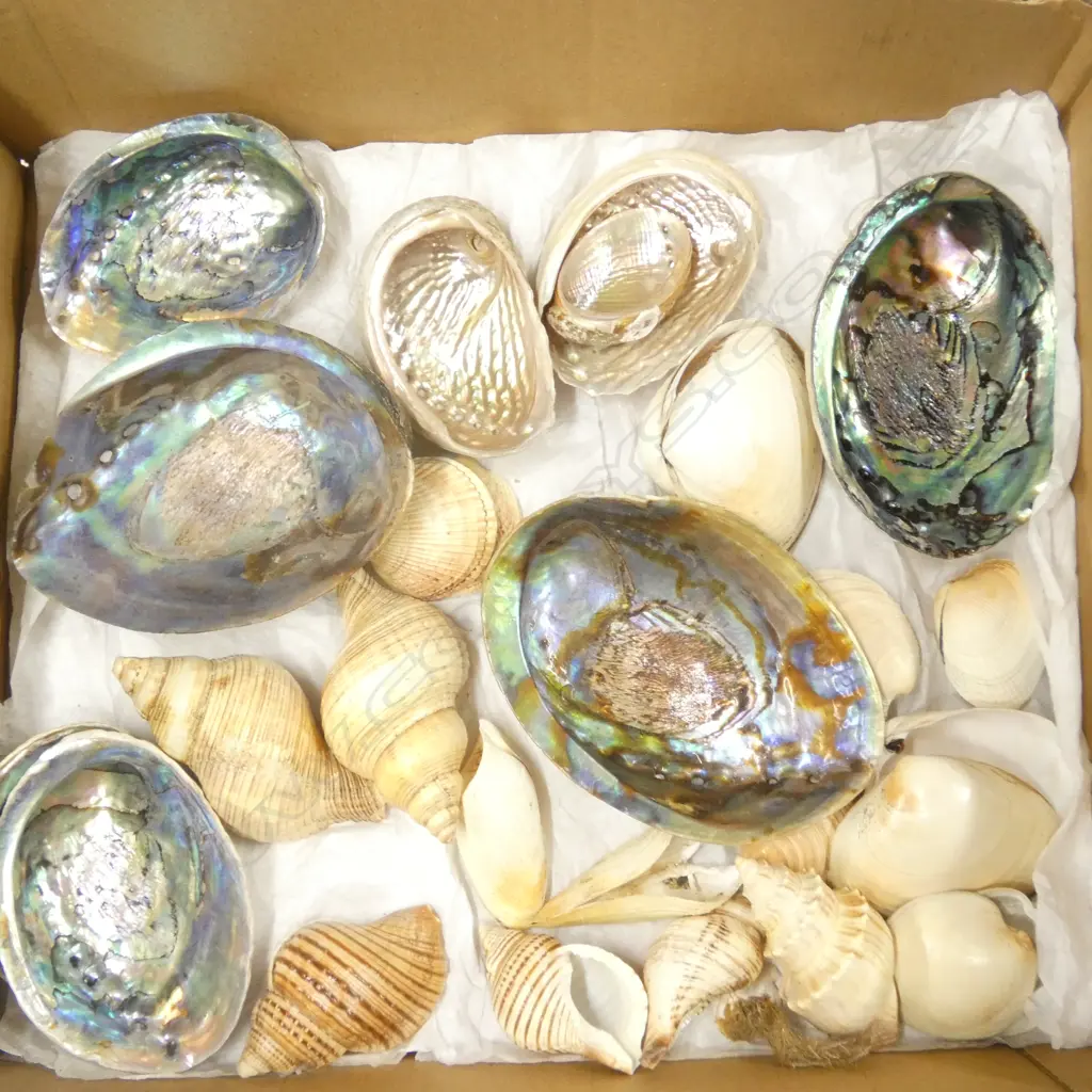 BOX OF NATURAL WORLD PACIFIC OCEAN SHELLS PAUA ETC Image 1++