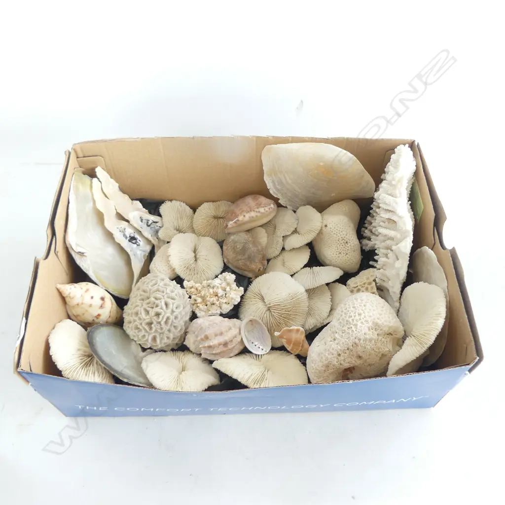 ASST. CORALS & SHELLS Image 1++