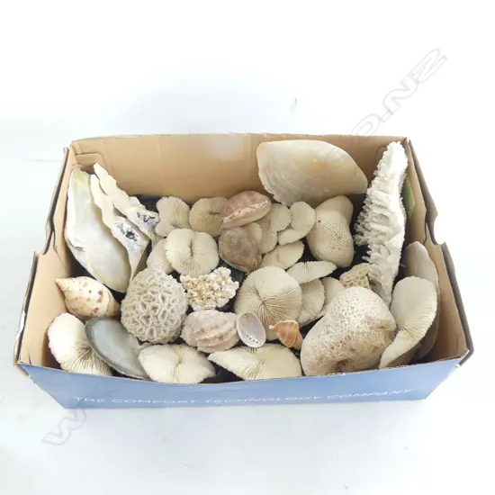 ASST. CORALS & SHELLS