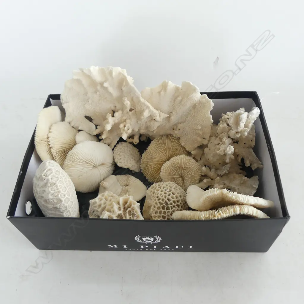 ASST. CORALS Image 1++