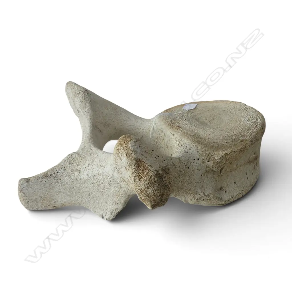 OLD BACK BONE DISC SECTION FROM A LGE MAMAL 470 x 430mm Image 1++