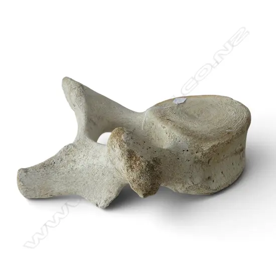 OLD BACK BONE DISC SECTION FROM A LGE MAMAL 470 x 430mm
