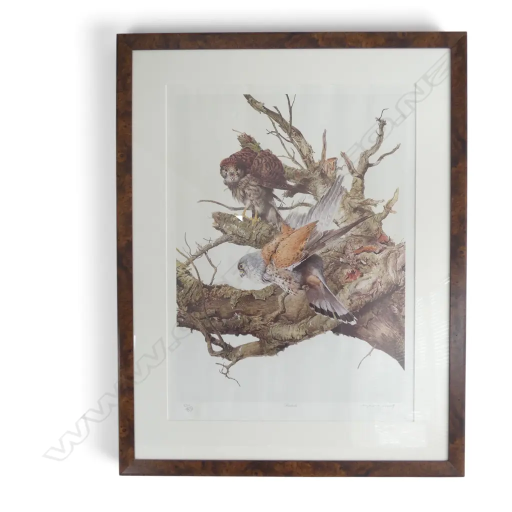 RAYMOND CHING, KESTRELS, SIGNED PRINT, Ed. 530/850, 690x505mm Image 1++