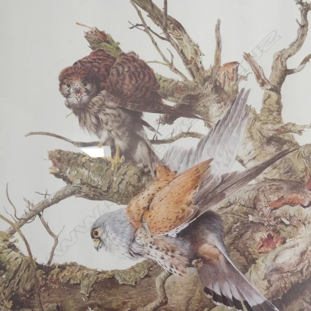 RAYMOND CHING, KESTRELS, SIGNED PRINT, Ed. 530/850, 690x505mm Image 1++
