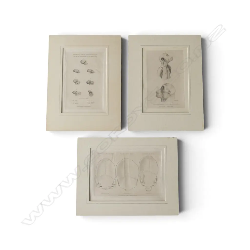 3 ANTIQUE ENGRAVED BOOKPLATES: 1824 skull size early humans + 'The Chimpanse' + Monkey skulls  Image 1++