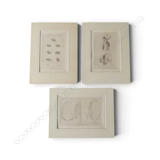 3 ANTIQUE ENGRAVED BOOKPLATES: 1824 skull size early humans + 'The Chimpanse' + Monkey skulls 