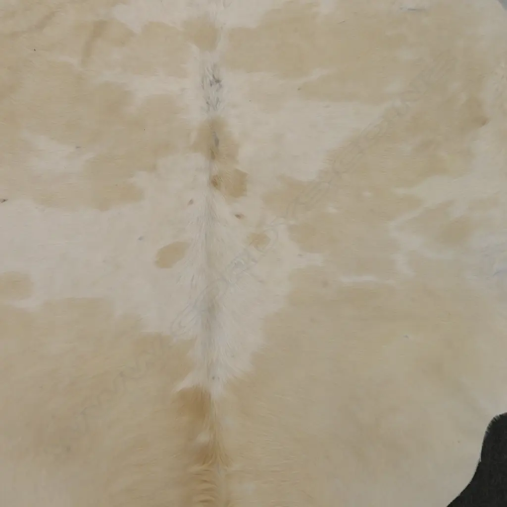 LARGE SANDY TONE COW HIDE MADE IN BRAZIL, SOME SMALL LOSTS, 2000 X 18000MM Image 1++