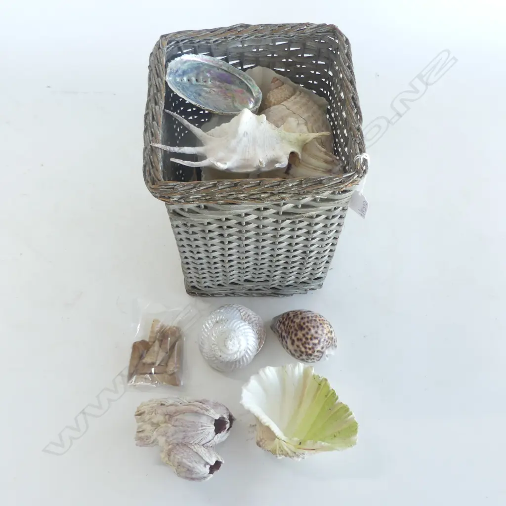 BASKET OF SHELLS H.260mm Image 1++