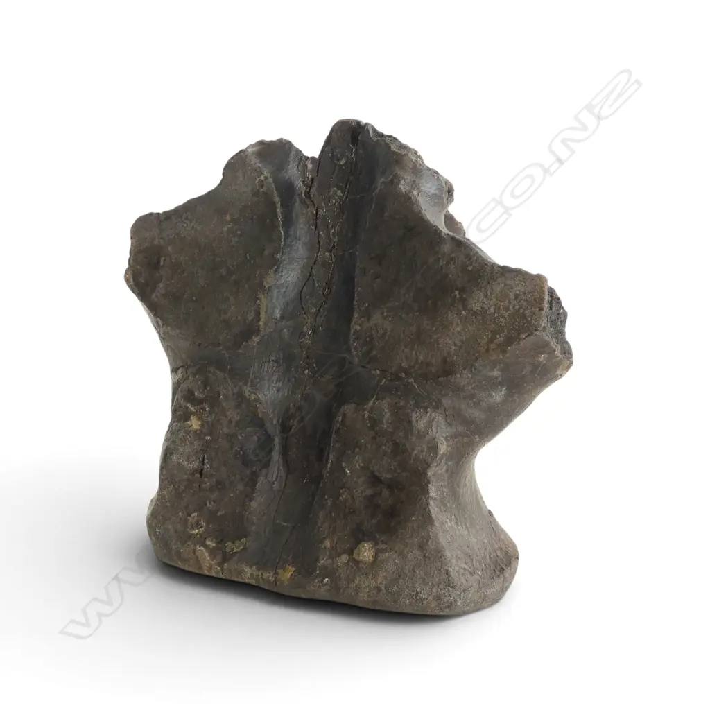 Iguanodon vertebra from the Atherfield Clay, (Cretaceous 145 million years ago to 66 million years ago)Isle of Wight Image 1++