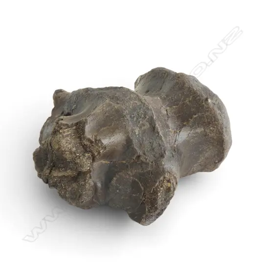 Iguanodon vertebra from the Atherfield Clay, (Cretaceous 145 million years ago to 66 million years ago)Isle of Wight