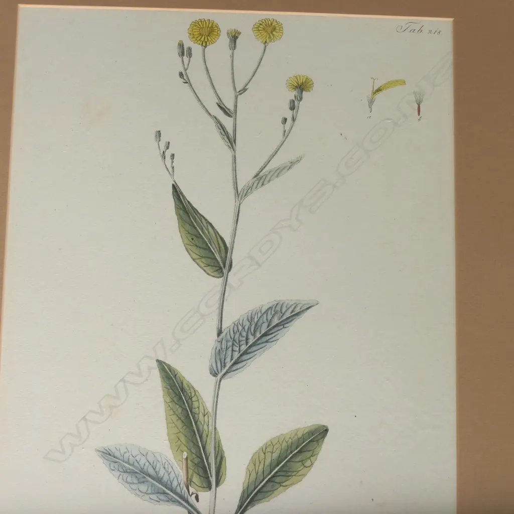 SEVEN FRAMED BOTANICAL PRINTS, 455 X 310MM Image 1++