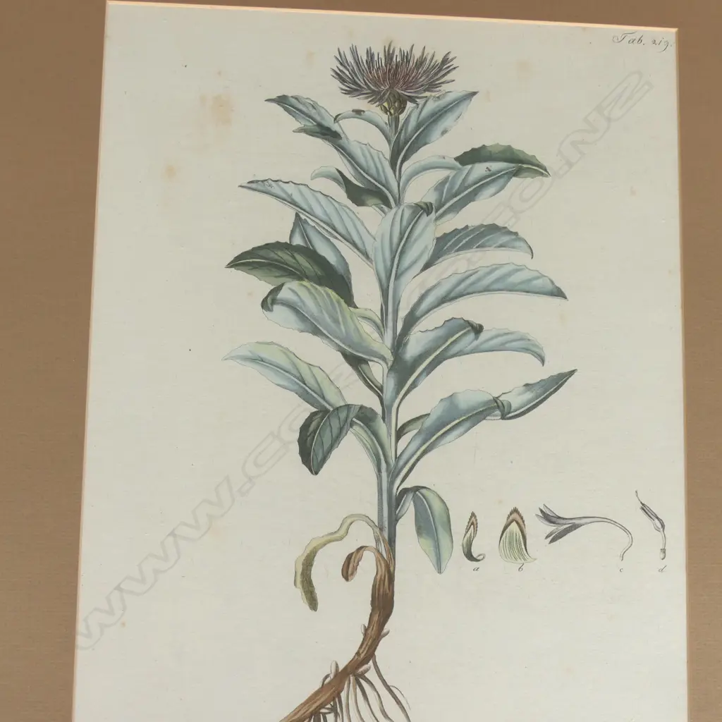 SEVEN FRAMED BOTANICAL PRINTS, 455 X 310MM Image 1++