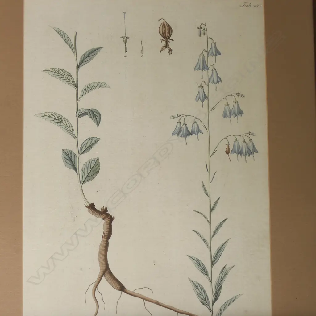 SEVEN FRAMED BOTANICAL PRINTS, 455 X 310MM Image 1++