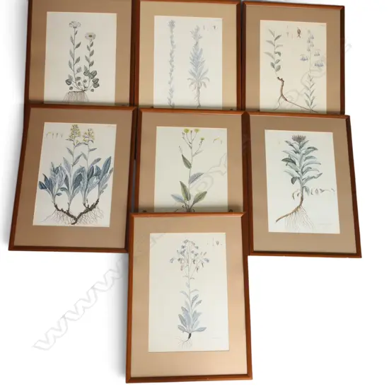 SEVEN FRAMED BOTANICAL PRINTS, 455 X 310MM