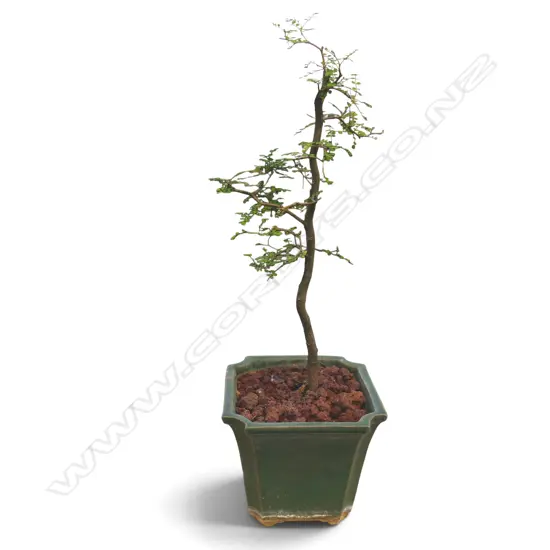 ELEPHANT TREE ? BONSAI in pot H.630mm