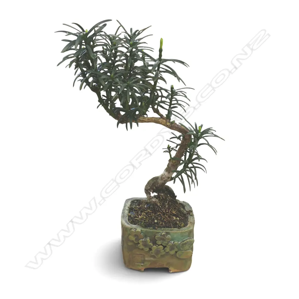 BUDDHIST PINE / YEW PLUM PIN BONSAI in pot H.350mm Image 1++