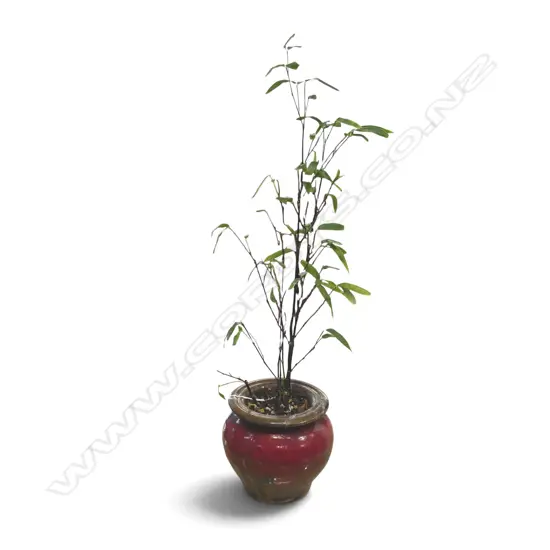 SMALL BAMBOO BONSAI in pot THE RIM REPAIRED. H.620mm
