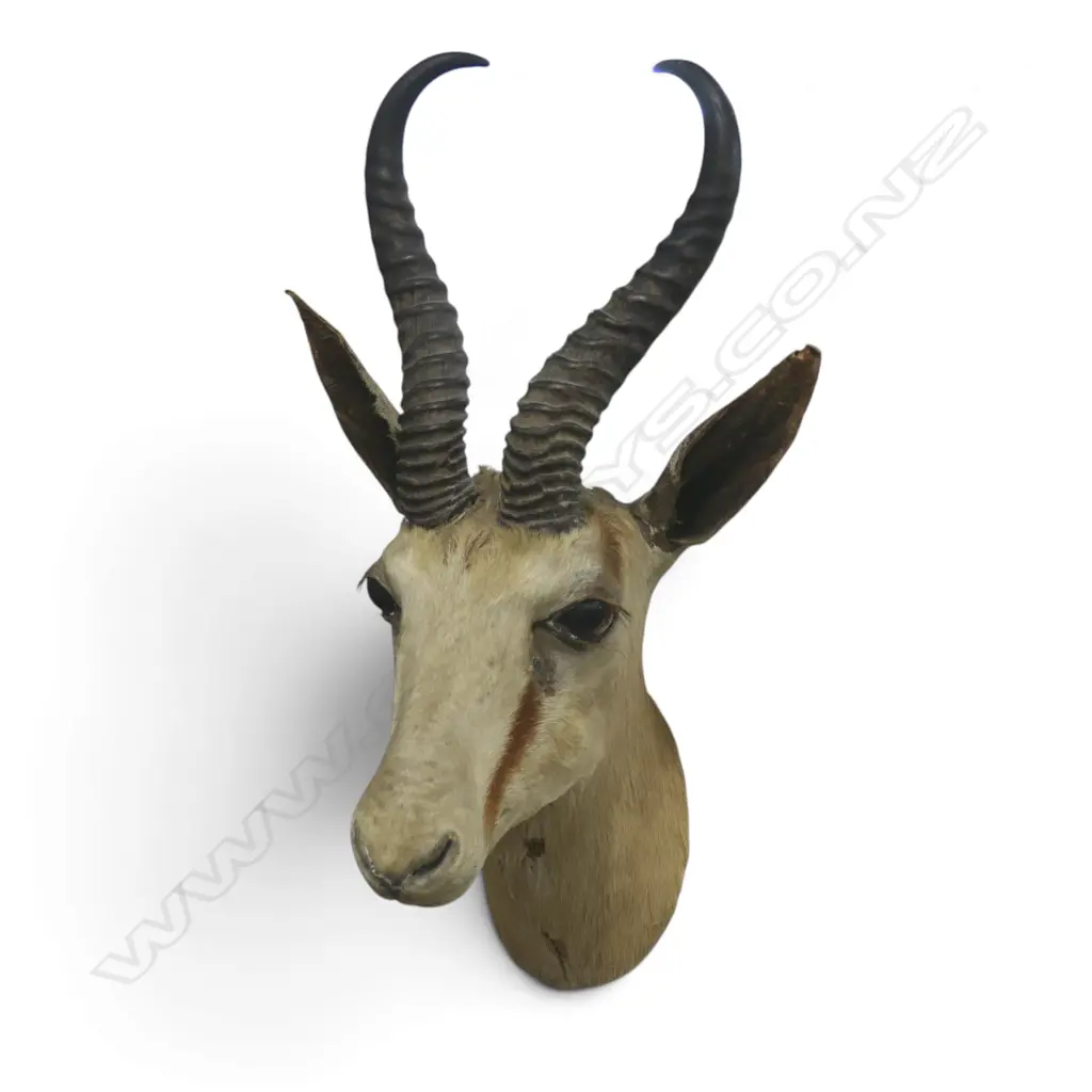 TAXIDERMY SPRINGBOK HEAD H.500mm Image 1++