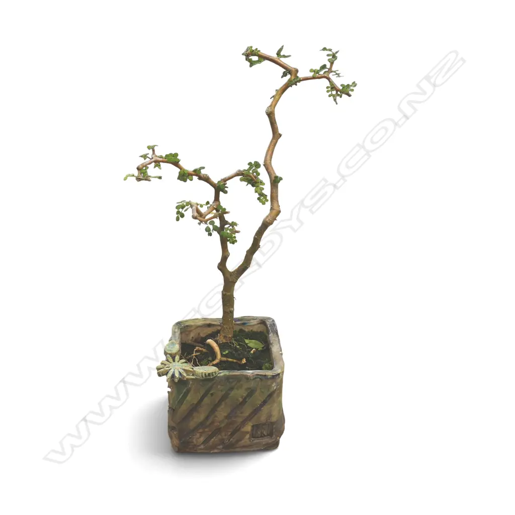 ELEPHANT TREE ? BONSAI in pot H.350mm Image 1++