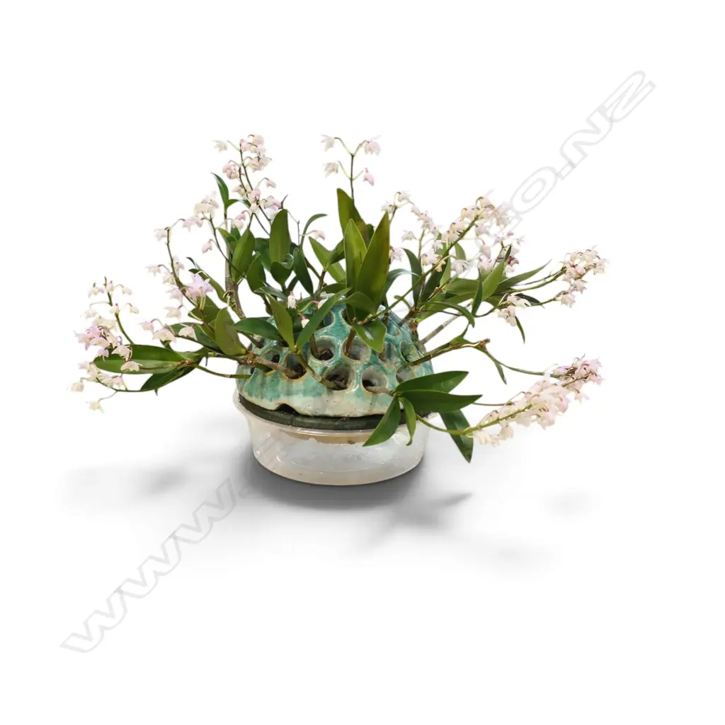 WHITE/PALE RED FLOWER CANE ORCHID IN CERAMIC DOMED FLOWER 'FROG'. Dia. of frog 220mm Image 1++