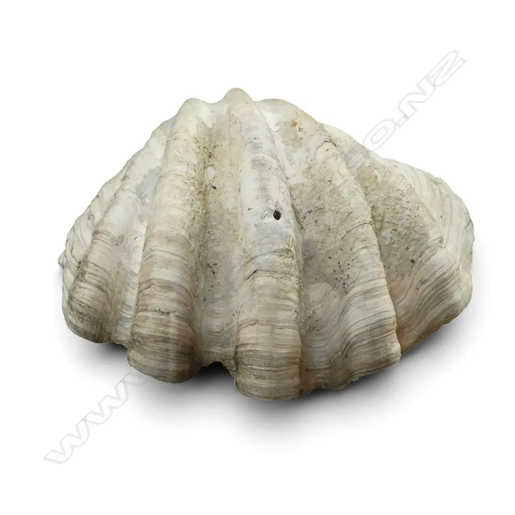 OLD GIANT CLAIM SHELL W.490mm Image 1++