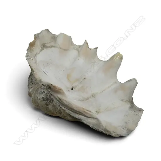 OLD GIANT CLAIM SHELL W.490mm
