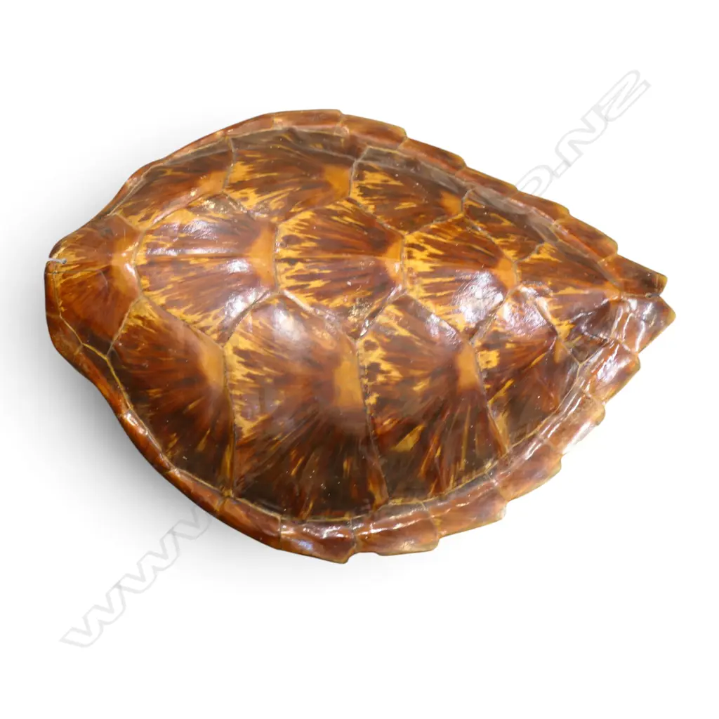 TURTLE SHELL H.470mm Image 1++