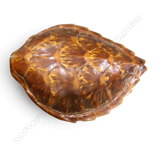 TURTLE SHELL H.470mm