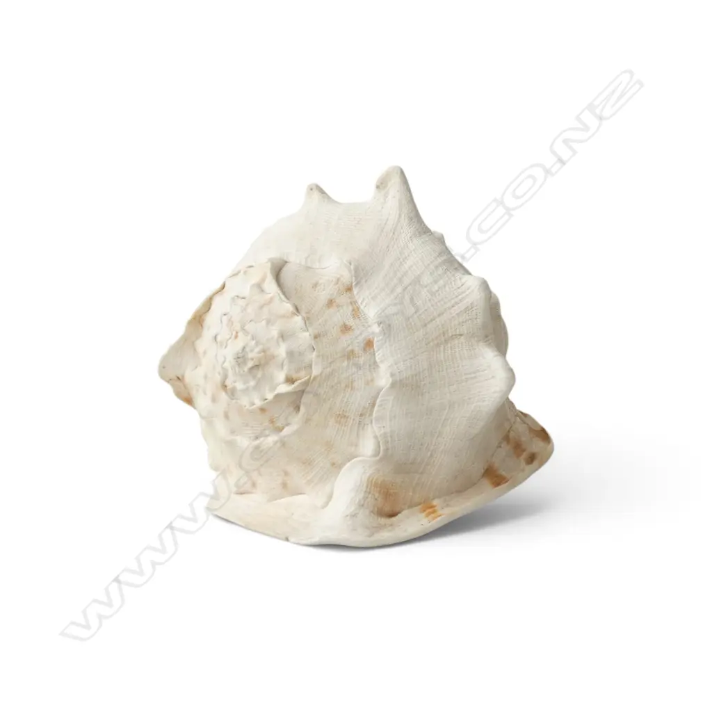 LG CONCH SHELL L.300mm Image 1++