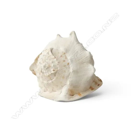 LG CONCH SHELL L.300mm