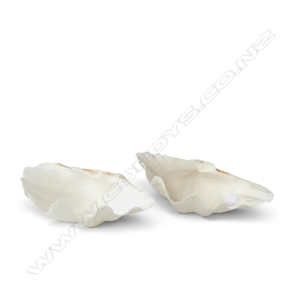 2 LARGE SEASHELL W.330mm Image 1++