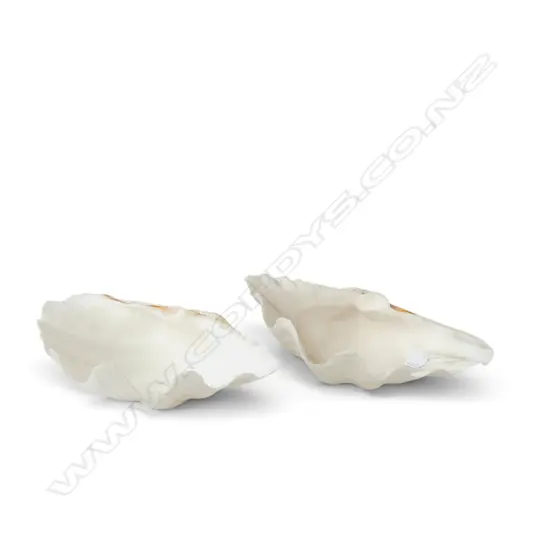 2 LARGE SEASHELL W.330mm