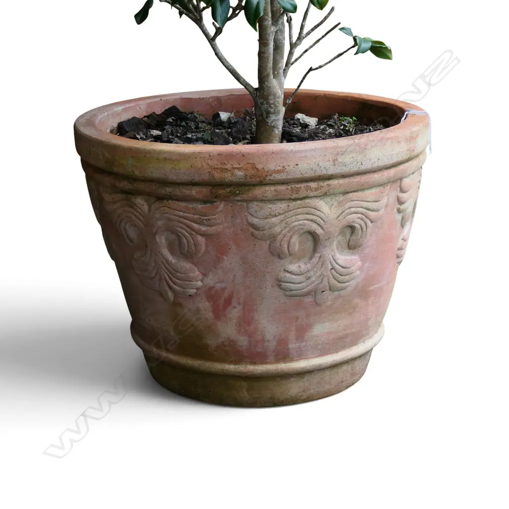 PR TERRACOTTA POTS w. CAMELLIA H.1300mm (POTS H.390mm) Image 1++