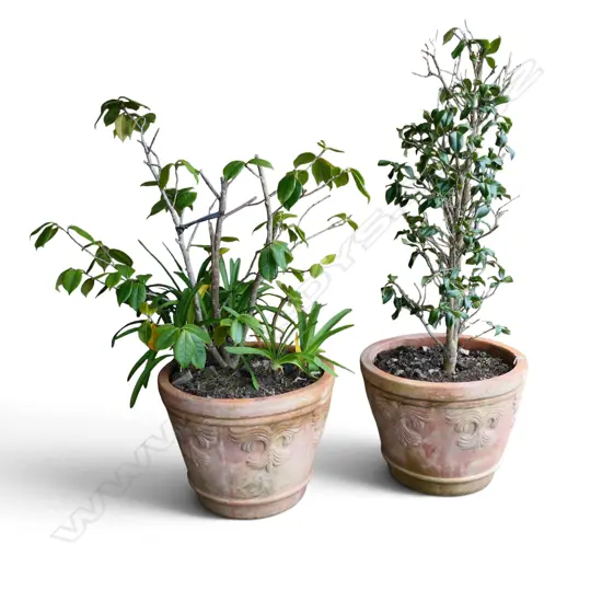 PR TERRACOTTA POTS w. CAMELLIA H.1300mm (POTS H.390mm)