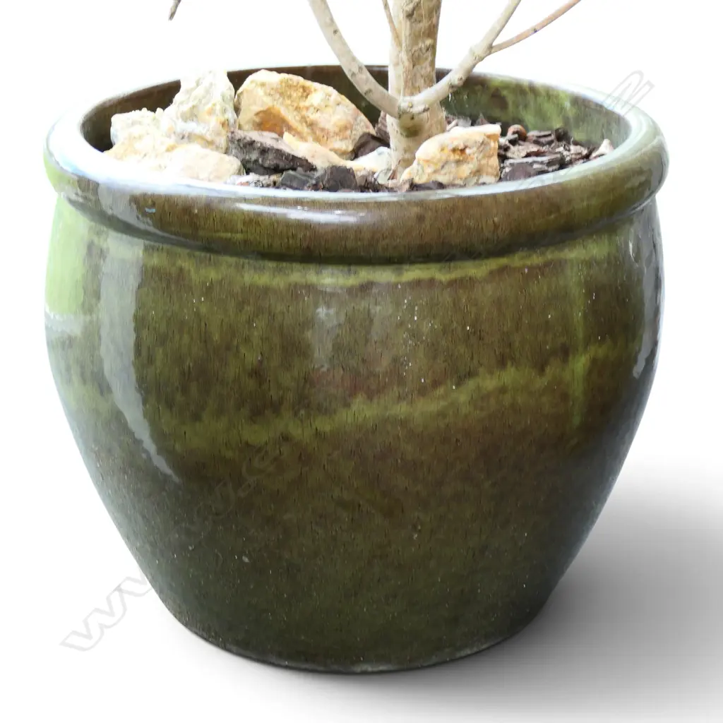 PR GLAZED PLANT POTS w. CAMELLIA H.110mm (POTS H.375mm) Image 1++