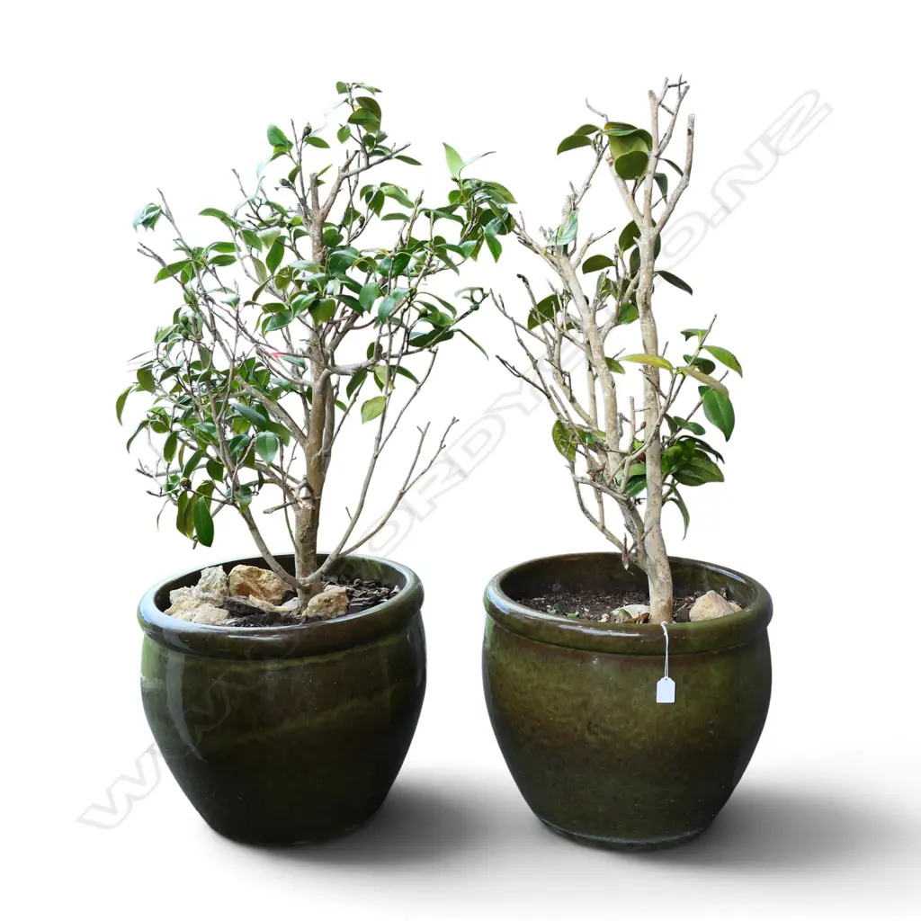 PR GLAZED PLANT POTS w. CAMELLIA H.110mm (POTS H.375mm) Image 1++