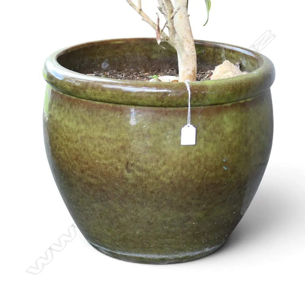 PR GLAZED PLANT POTS w. CAMELLIA H.110mm (POTS H.375mm) Image 1++