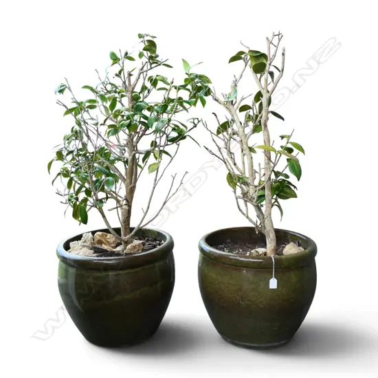 PR GLAZED PLANT POTS w. CAMELLIA H.110mm (POTS H.375mm)