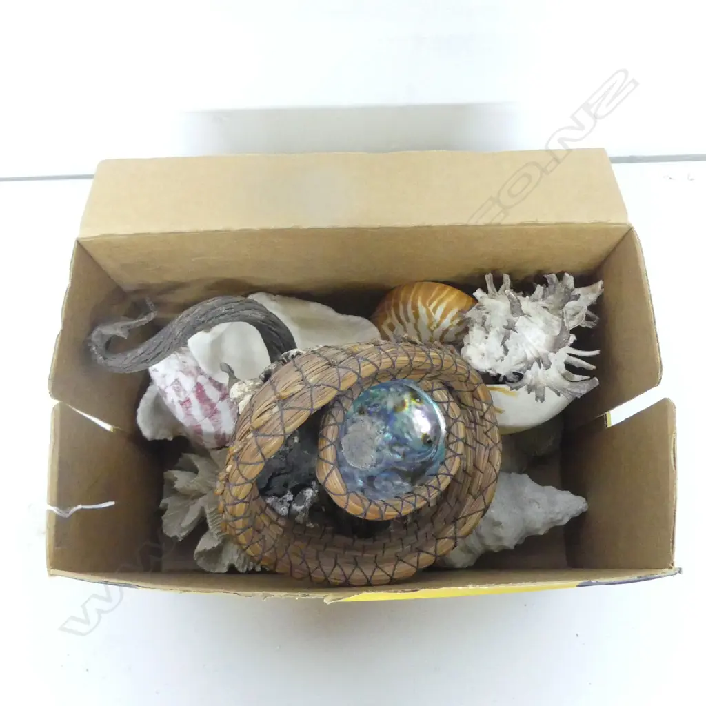 ASST. SEASHELLS Incl. NAUTILUS SHELL + WOVEN PAUA SHELL ORNAMENT Image 1++