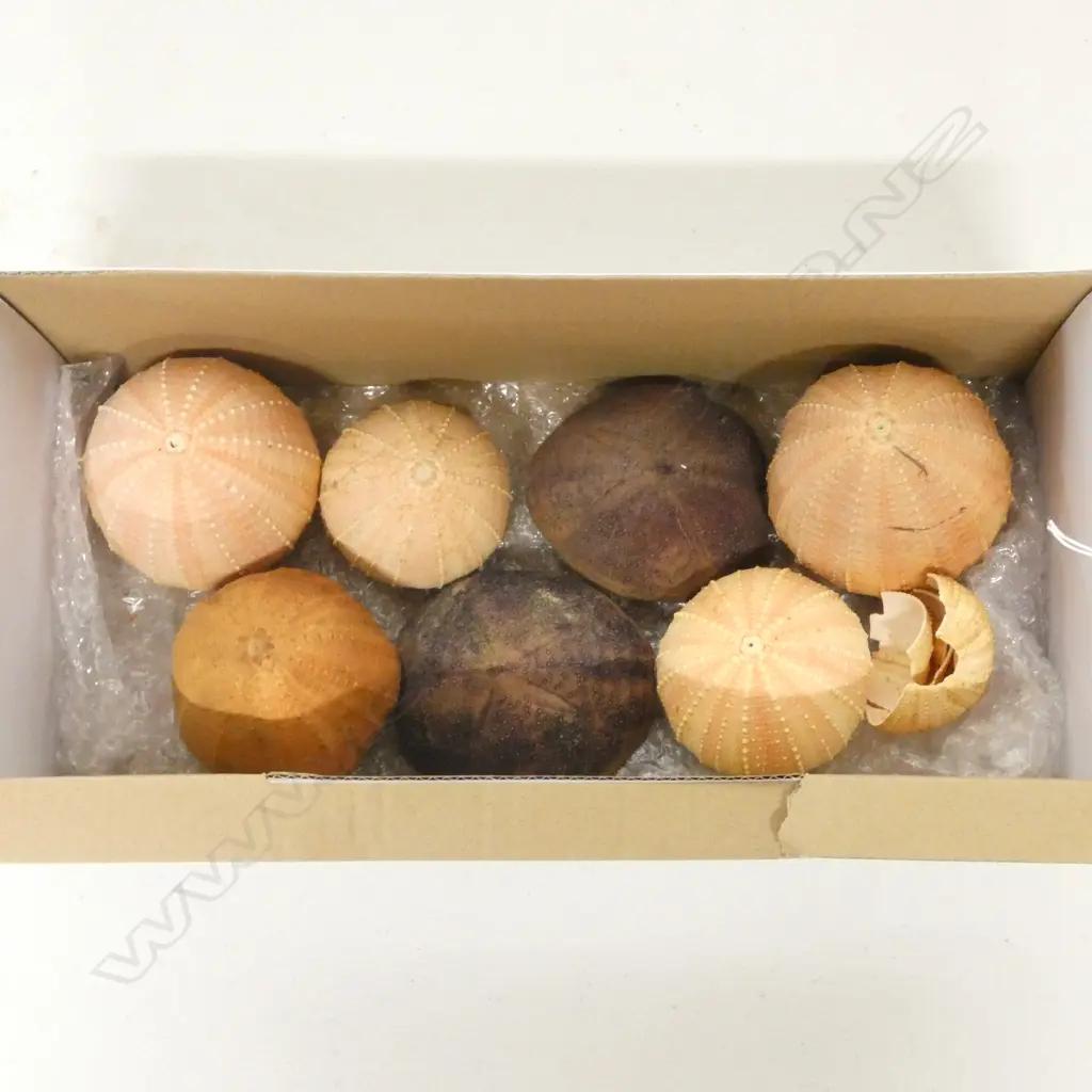 COLLECTION OF 7 PACIFIC OCEAN SEA EGG SHELLS Image 1++