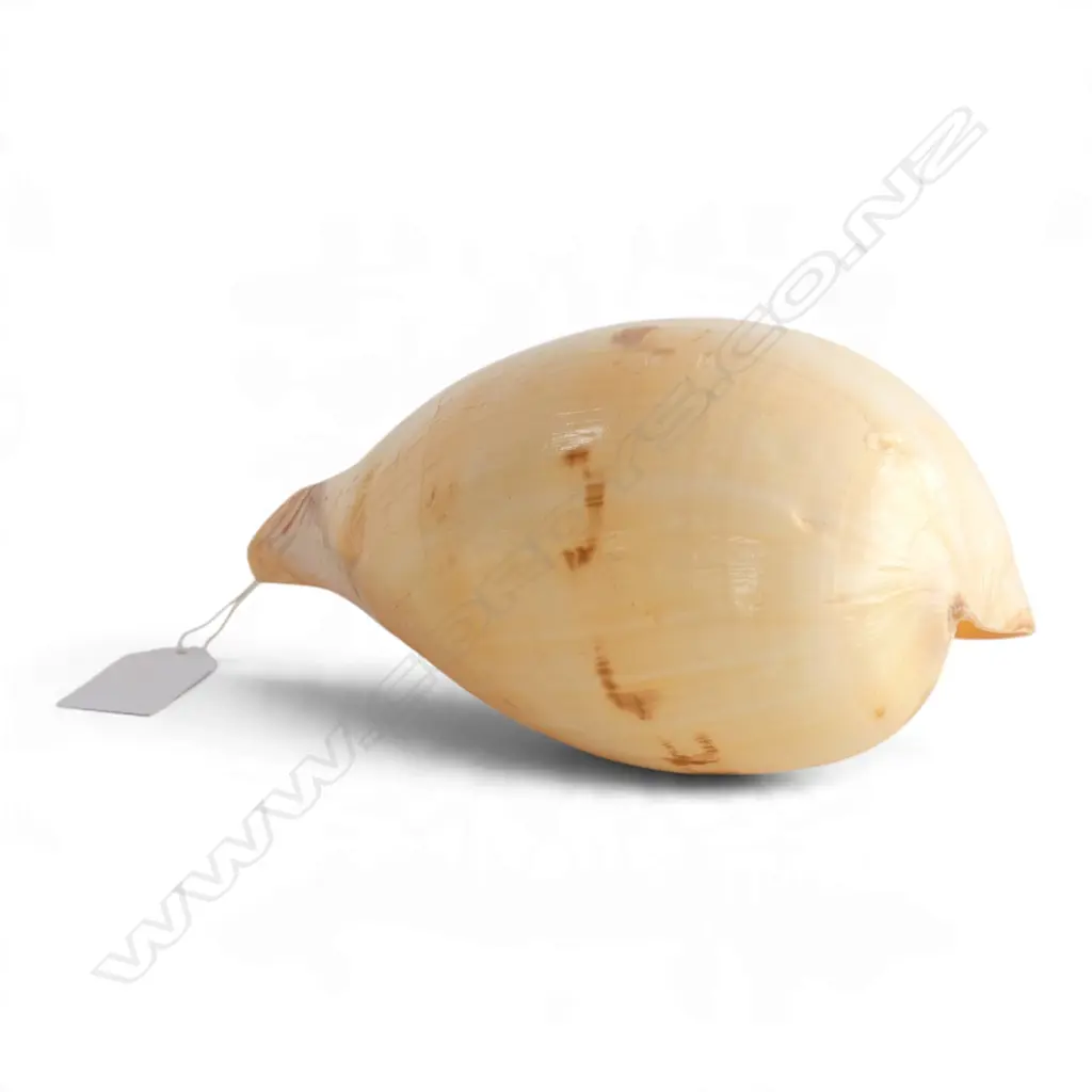 MELON SHELL L.190mm Image 1++