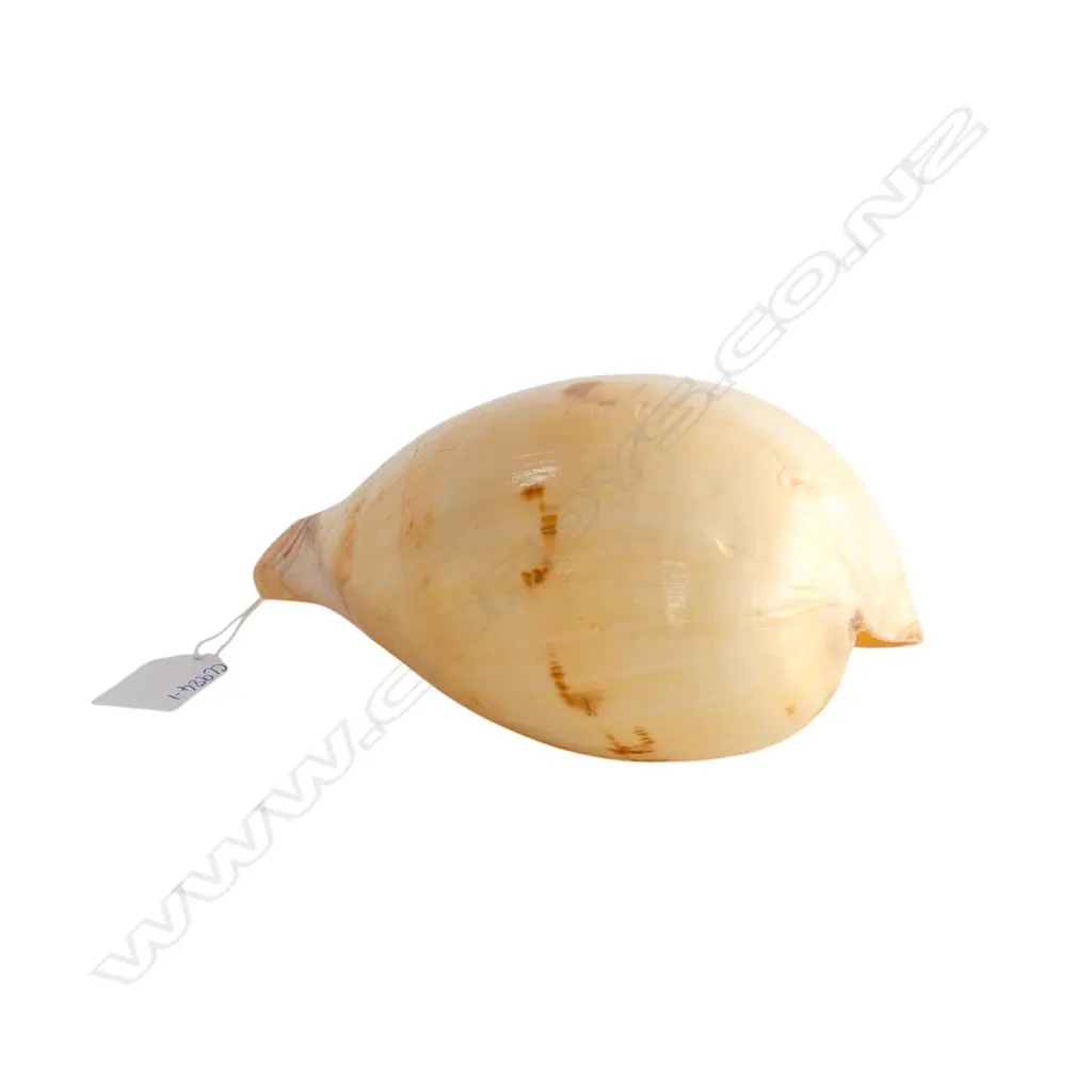 MELON SHELL L.190mm Image 1++