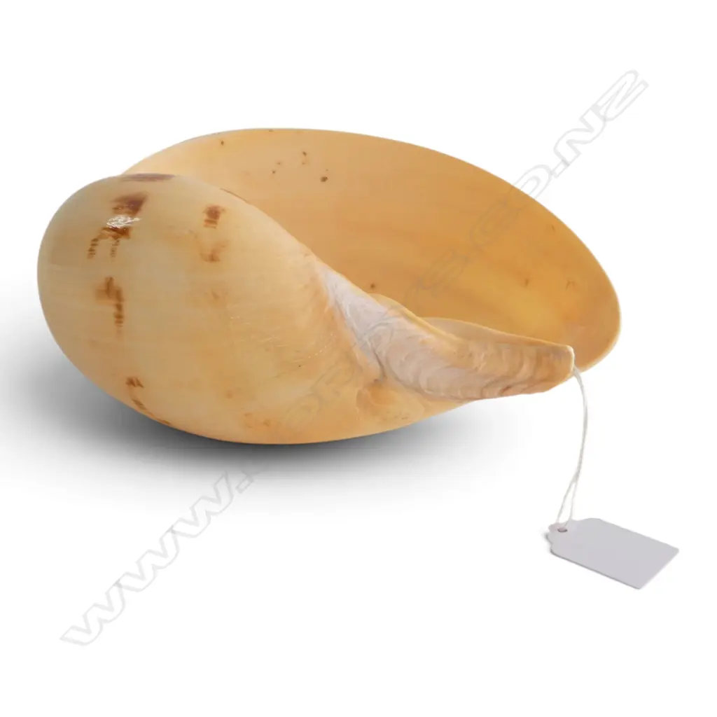 MELON SHELL L.190mm Image 1++