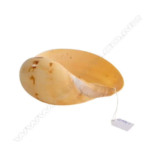 MELON SHELL L.190mm