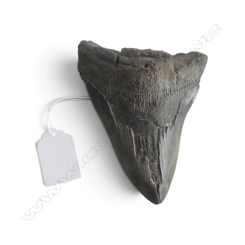 MEGALODON TOOTH L.120mm Image 1++