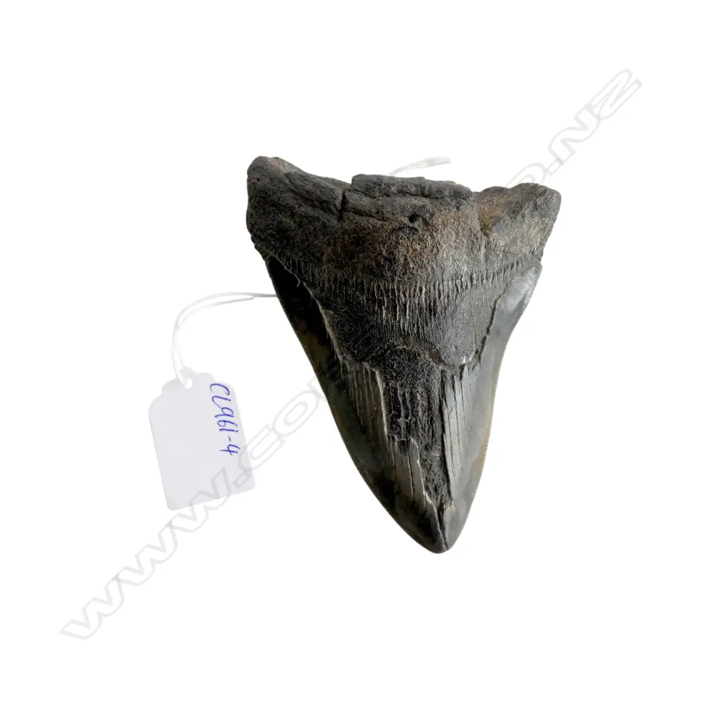 MEGALODON TOOTH L.120mm Image 1++