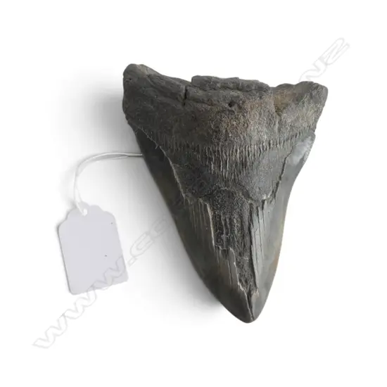 MEGALODON TOOTH L.120mm