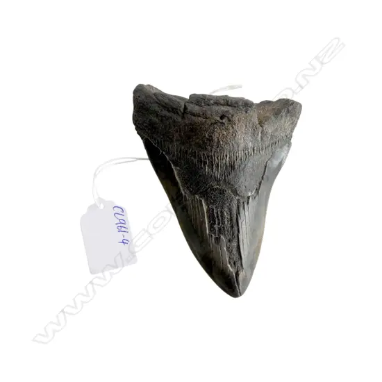 MEGALODON TOOTH L.120mm