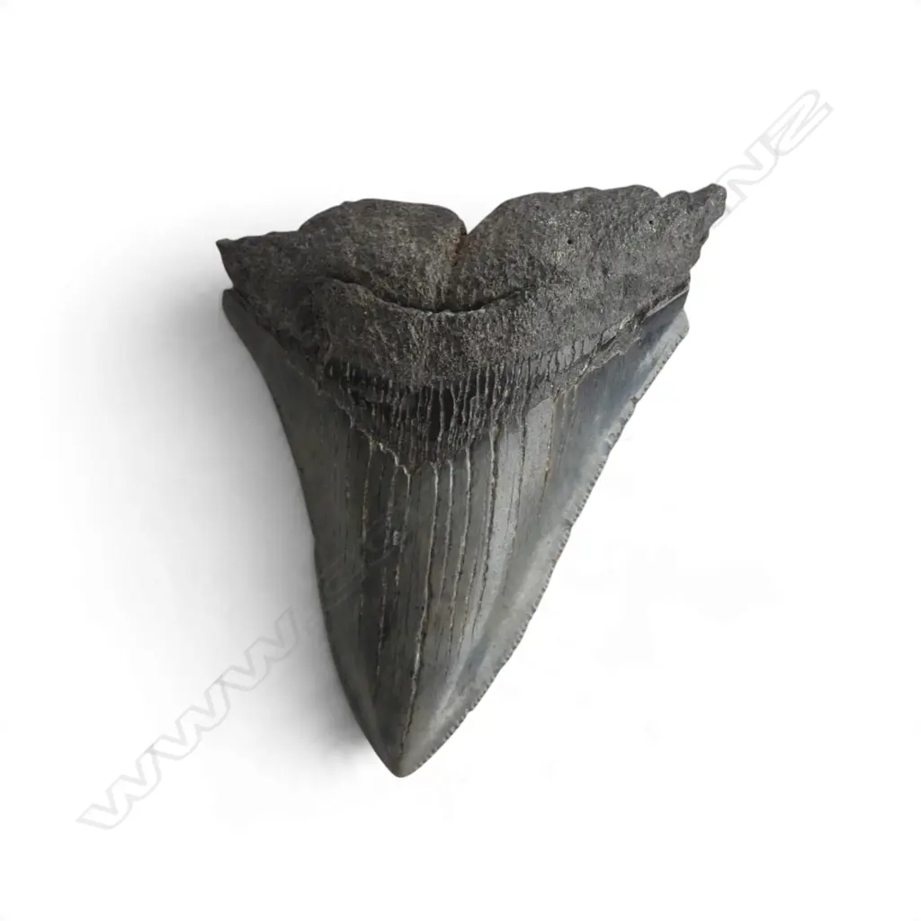 MEGALODON TOOTH L.80mm Image 1++
